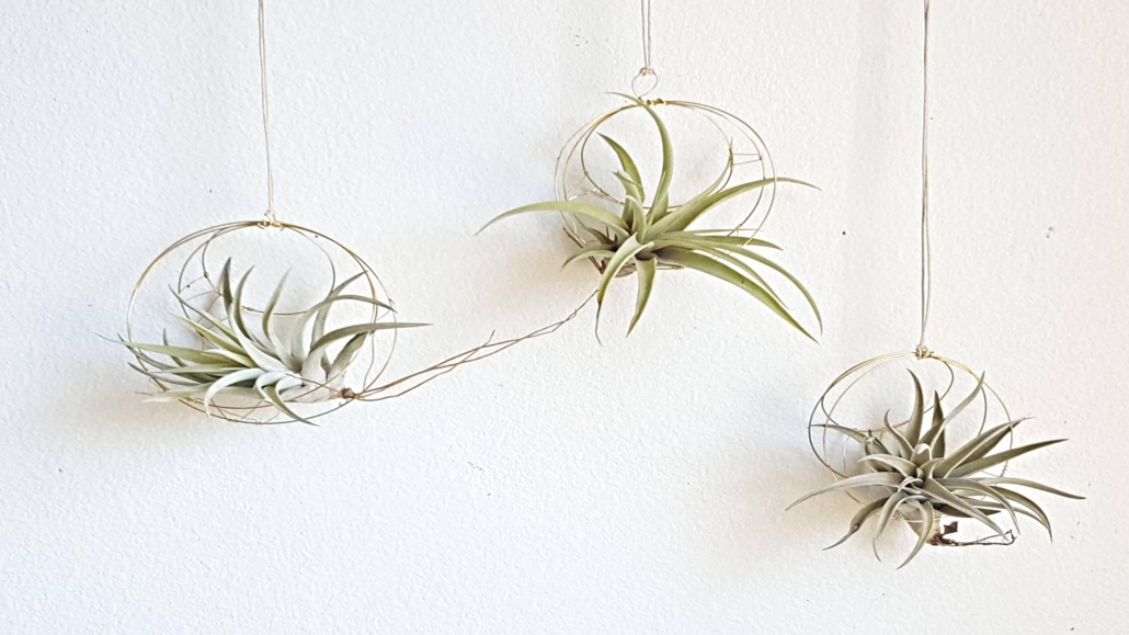 5 Best Hanging Plants for Eco-Friendly Ceilings