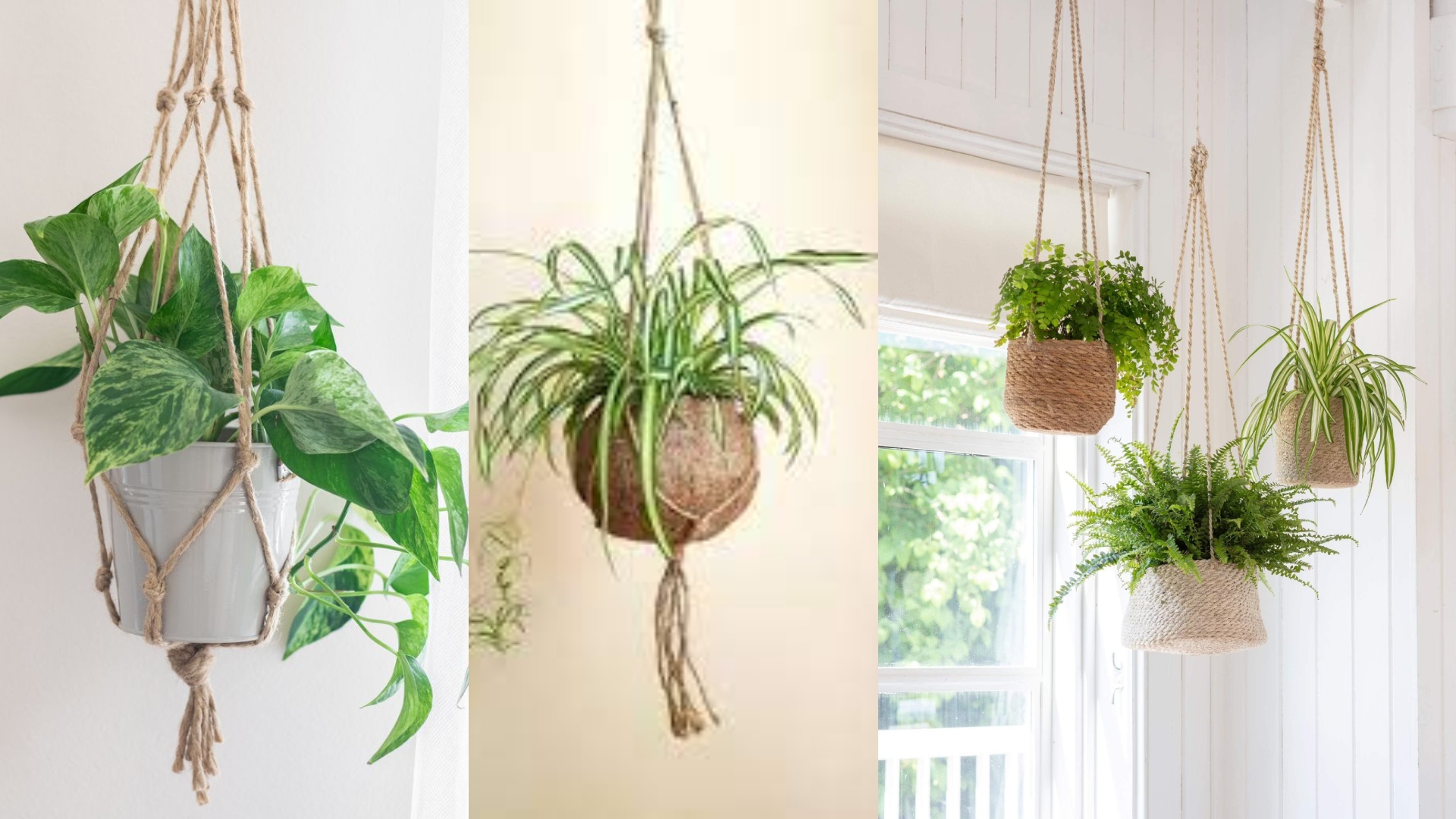 The Do's and Don'ts of Sustainable Ceiling Hanging Plants