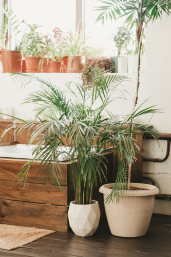 greenery indoor plants